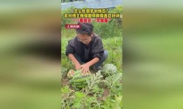 乡村怎样吃瓜,瓜果飘香，共享田园美味时光