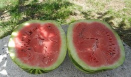 梦见吃瓜米,揭秘吃瓜米的神秘寓意