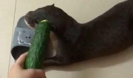 吃瓜都坐着吃的人,吃瓜者的悠闲人生