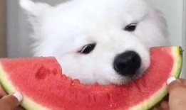 萨摩耶比熊吃瓜,萨摩耶与比熊的欢乐瓜界冒险