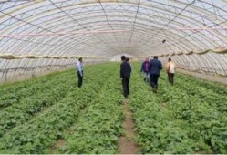 丰收瓜心怎样吃,解锁夏日清新美味