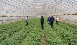 丰收瓜心怎样吃,解锁夏日清新美味