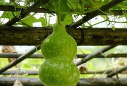 葫芦瓜图片怎么吃,创意烹饪新体验