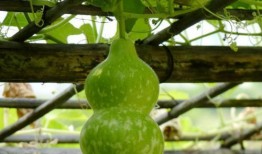 葫芦瓜图片怎么吃,创意烹饪新体验