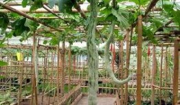 孕妇吃蛇瓜好吗