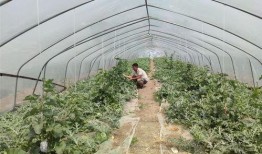 田间示范吃瓜,瓜果飘香，丰收在望