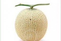 无实物吃瓜,无实物吃瓜的奇幻之旅