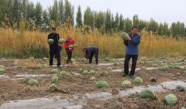 景谷县民乐镇吃瓜,瓜果飘香，共享丰收喜悦