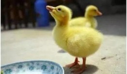 鹅鹅吃瓜小游戏,趣味横生的互动游戏体验