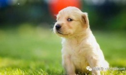 狗狗可以吃蒲瓜嘛,蒲瓜是否适合作为狗狗的美食？