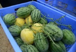 有啥好的吃瓜群吗,寻找最佳吃瓜群，畅享欢乐时光