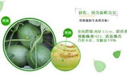 二达子吃瓜,揭秘娱乐圈幕后故事