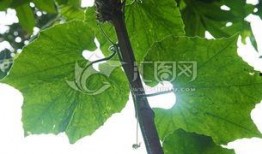 瓜棚吃瓜美文,一场与自然的亲密邂逅