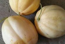 哈密瓜长瓜儿童可以吃吗,哈密瓜长瓜儿童适宜食用指南