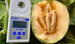 吃瓜视角合集,吃瓜群众视角下的娱乐圈风云录