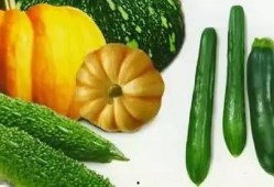 古代朝堂吃瓜,古时朝堂上的“吃瓜”轶事