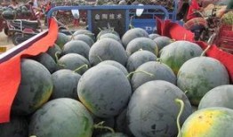 丰收瓜心怎样吃,解锁夏日清新美味