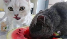 猫吃美女的瓜,揭秘网络八卦背后的真相