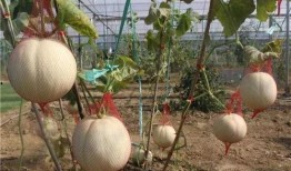 湾湾爆笑吃瓜,笑料横生的娱乐圈幕后故事大揭秘