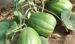 吃瓜表情包香瓜,吃瓜群众的欢乐源泉