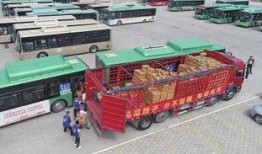 公交站吃瓜少女,吃瓜少女的奇妙冒险