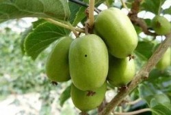 东北吃瓜辽宁,辽宁特色吃瓜之旅