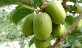 东北吃瓜辽宁,辽宁特色吃瓜之旅