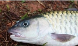 吃瓜不吐鱼,揭秘娱乐圈的幕后真相