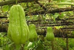 农村人吃彩色瓜,农村彩色瓜果的诱惑