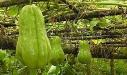 农村人吃彩色瓜,农村彩色瓜果的诱惑