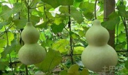 葫芦瓜图片怎么吃,创意烹饪新体验