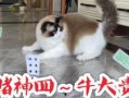 猫吃瓜群众搞笑视频,猫界搞笑视频集锦