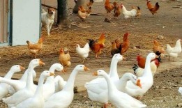 鹅鹅吃瓜小游戏,趣味横生的互动游戏体验