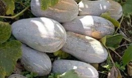 涿鹿县吃瓜,瓜果飘香，品味田园生活新篇章