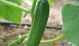 美食地图吃瓜,尽享瓜果飘香之旅