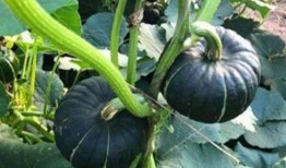 吃小瓜过敏的案例,揭秘常见食物背后的潜在风险