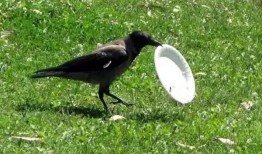 乌鸦吃瓜图片卡通,一场欢乐的卡通冒险