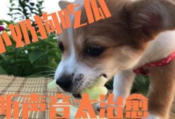 小狗可以吃瓜