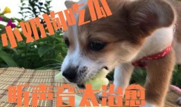 小狗可以吃瓜