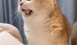 猫吃瓜群众搞笑视频,猫界搞笑视频集锦
