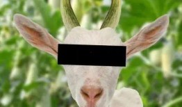 羊吃大瓜,田园生活乐无边