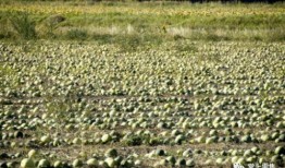 吃瓜的张大炮,揭秘娱乐圈幕后真相