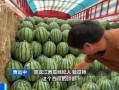 哈尼吃瓜,甜蜜瓜果的诱惑之旅