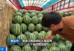 哈尼吃瓜,甜蜜瓜果的诱惑之旅