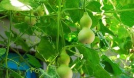 葫芦瓜图片怎么吃,创意烹饪新体验