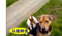 吃瓜幽默搞笑配音,一场吃瓜界的欢乐盛宴
