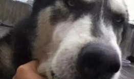 给狗子吃瓜,狗子欢享夏日美味时光