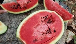 吃瓜吃到毒,揭秘网络谣言的传播与危害