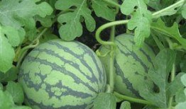 产妇可以吃侉子瓜吗