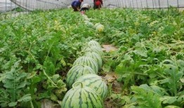 老外吃的绿色长瓜有哪些,探索老外餐桌上的绿色长瓜美味